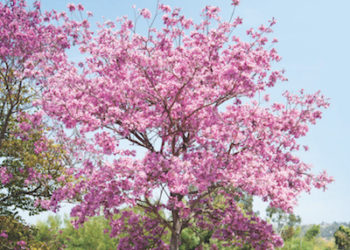 Breaking ground on the San Diego AIDS Memorial in 2020