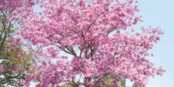Breaking ground on the San Diego AIDS Memorial in 2020