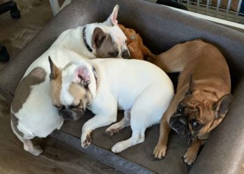 WOOF! MEOW! How are your best companions doing?