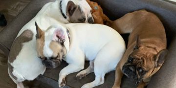 WOOF! MEOW! How are your best companions doing?