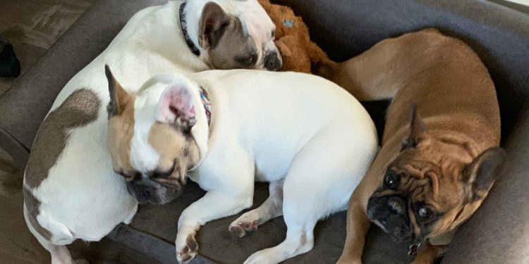 WOOF! MEOW! How are your best companions doing?