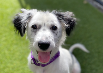 San Diego Humane Society Holiday Drive to Save Lives: Year-End Matching Challenge