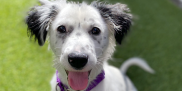 San Diego Humane Society Holiday Drive to Save Lives: Year-End Matching Challenge