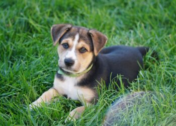 Annual Day of Giving Is Your Chance to Help Twice as Many Animals