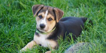 Annual Day of Giving Is Your Chance to Help Twice as Many Animals