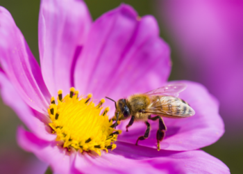 The San Diego Floral Association is proud to present Birds, Bees, Flowers and Trees: A Celebration of Nature and the Environment