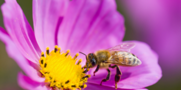 The San Diego Floral Association is proud to present Birds, Bees, Flowers and Trees: A Celebration of Nature and the Environment
