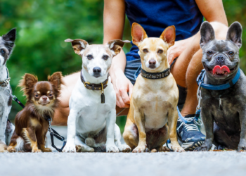 National Train Your Dog Month