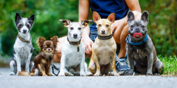 National Train Your Dog Month