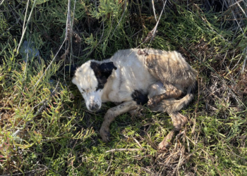 Responding with Courage and Compassion: San Diego Humane Society’s Humane Officers