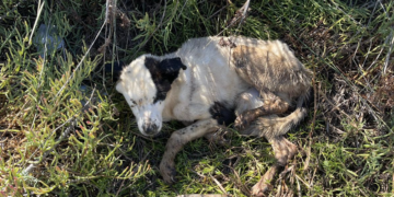 Responding with Courage and Compassion: San Diego Humane Society’s Humane Officers