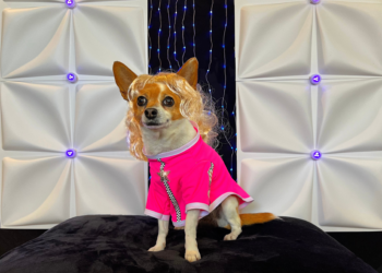 Canine Influencer Unleashes Fierce New Line of Drag Queen-Inspired Apparel for Dogs