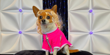 Canine Influencer Unleashes Fierce New Line of Drag Queen-Inspired Apparel for Dogs