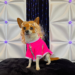 Canine Influencer Unleashes Fierce New Line of Drag Queen-Inspired Apparel for Dogs