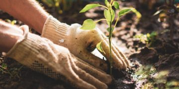 Gardening for Your Health